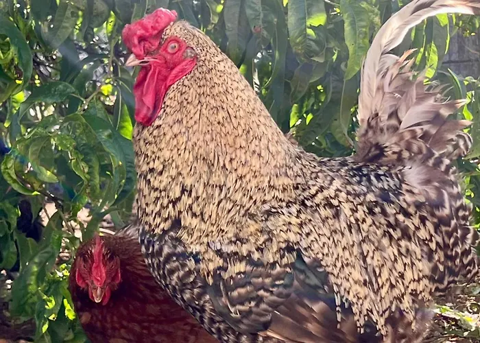 בית נופש Amor-in Amorin